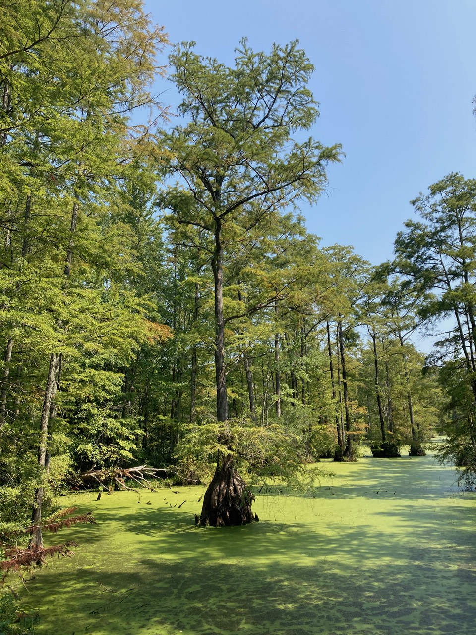 The Scientific Name is Taxodium distichum. You will likely hear them called Bald Cypress, Baldcypress, Swamp Cypress. This picture shows the Merchants Millpond State Park of Taxodium distichum