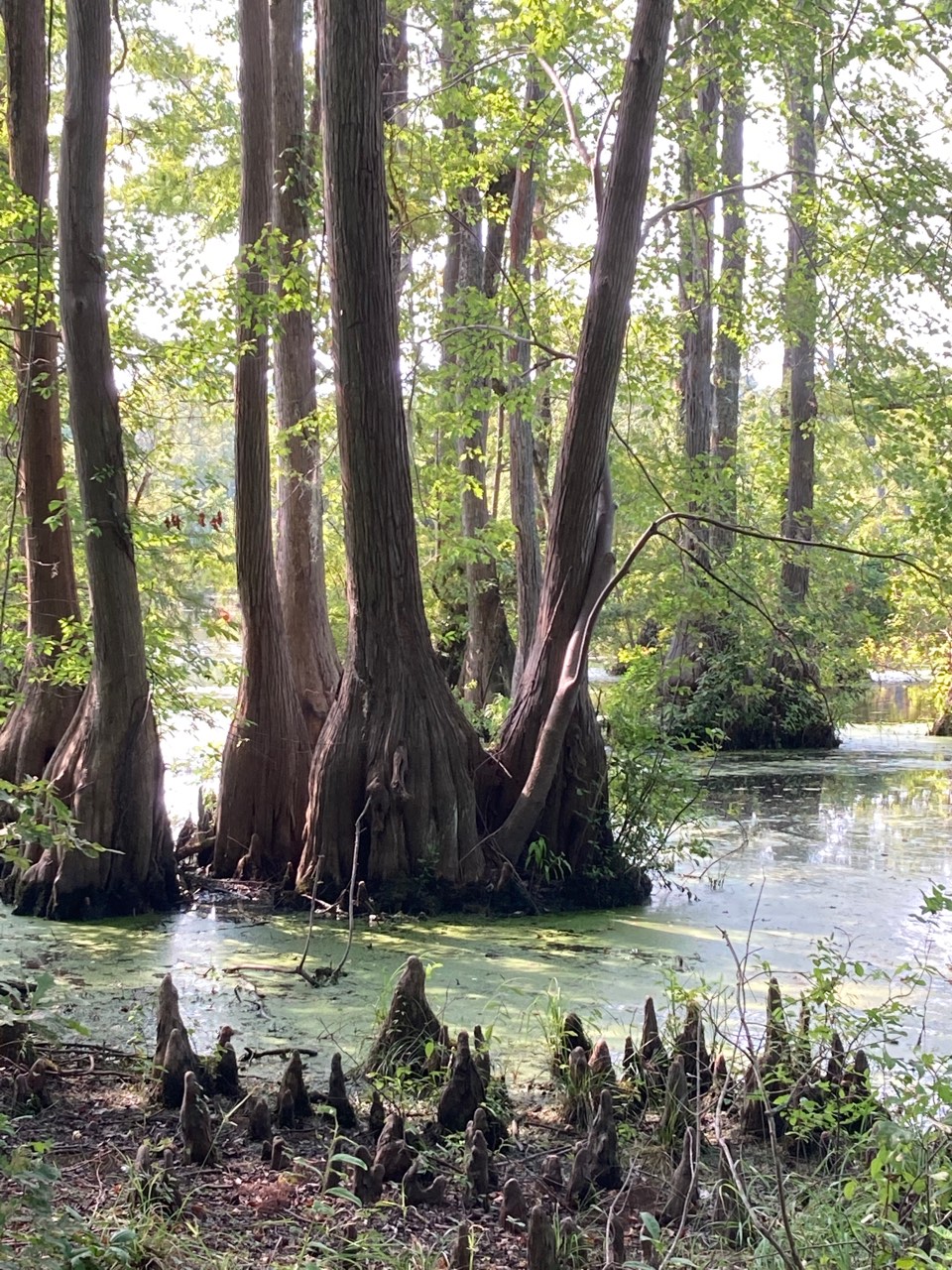 The Scientific Name is Taxodium distichum. You will likely hear them called Bald Cypress, Baldcypress, Swamp Cypress. This picture shows the Buttressed base of trunk and 