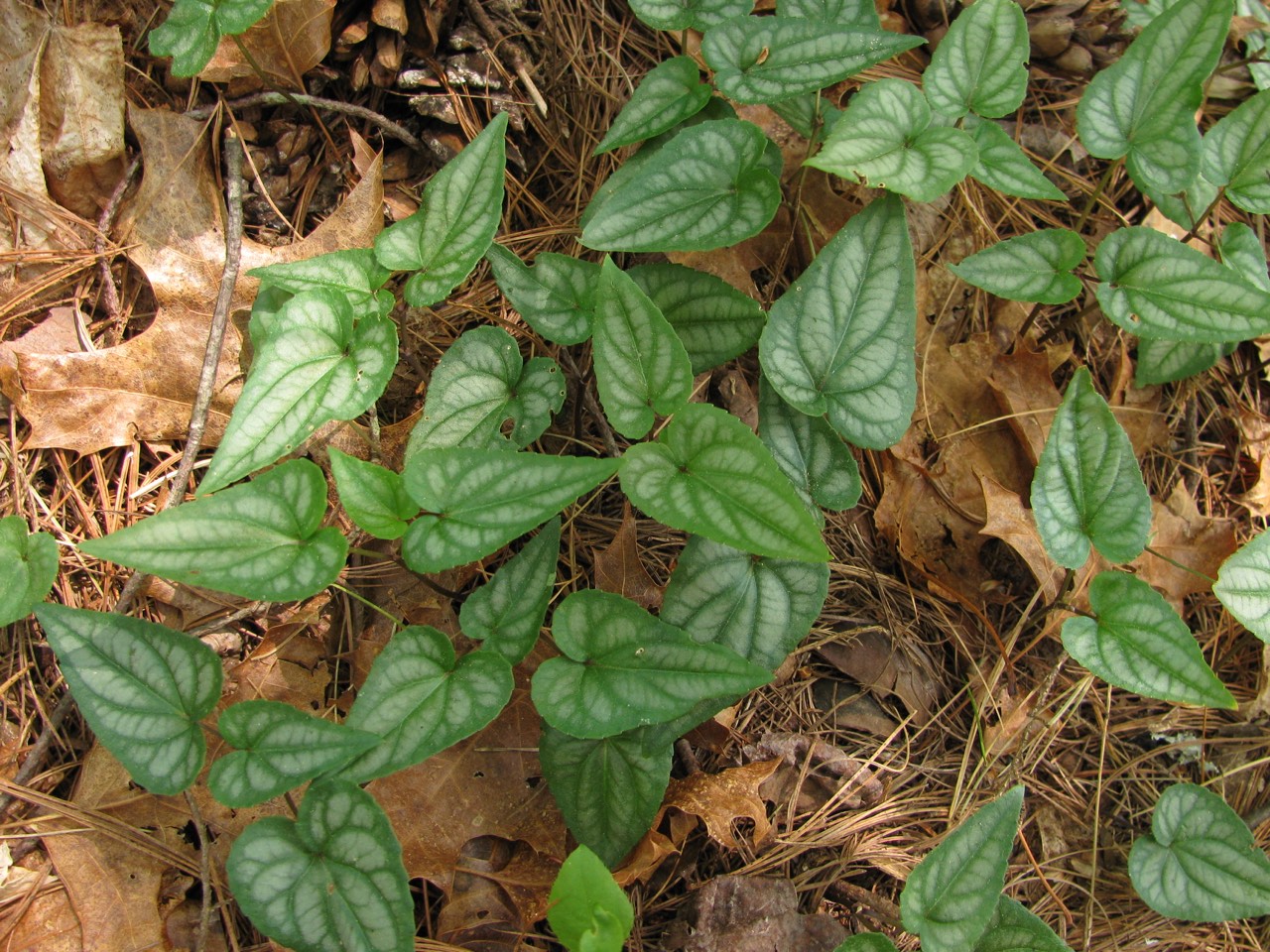 The Scientific Name is Viola hastata. You will likely hear them called Spearleaf Violet, Silverleaf Violet, Halberd-leaf Violet, Halberd-leaved Yellow Violet.. This picture shows the Variegated hastate shaped leaves of Viola hastata