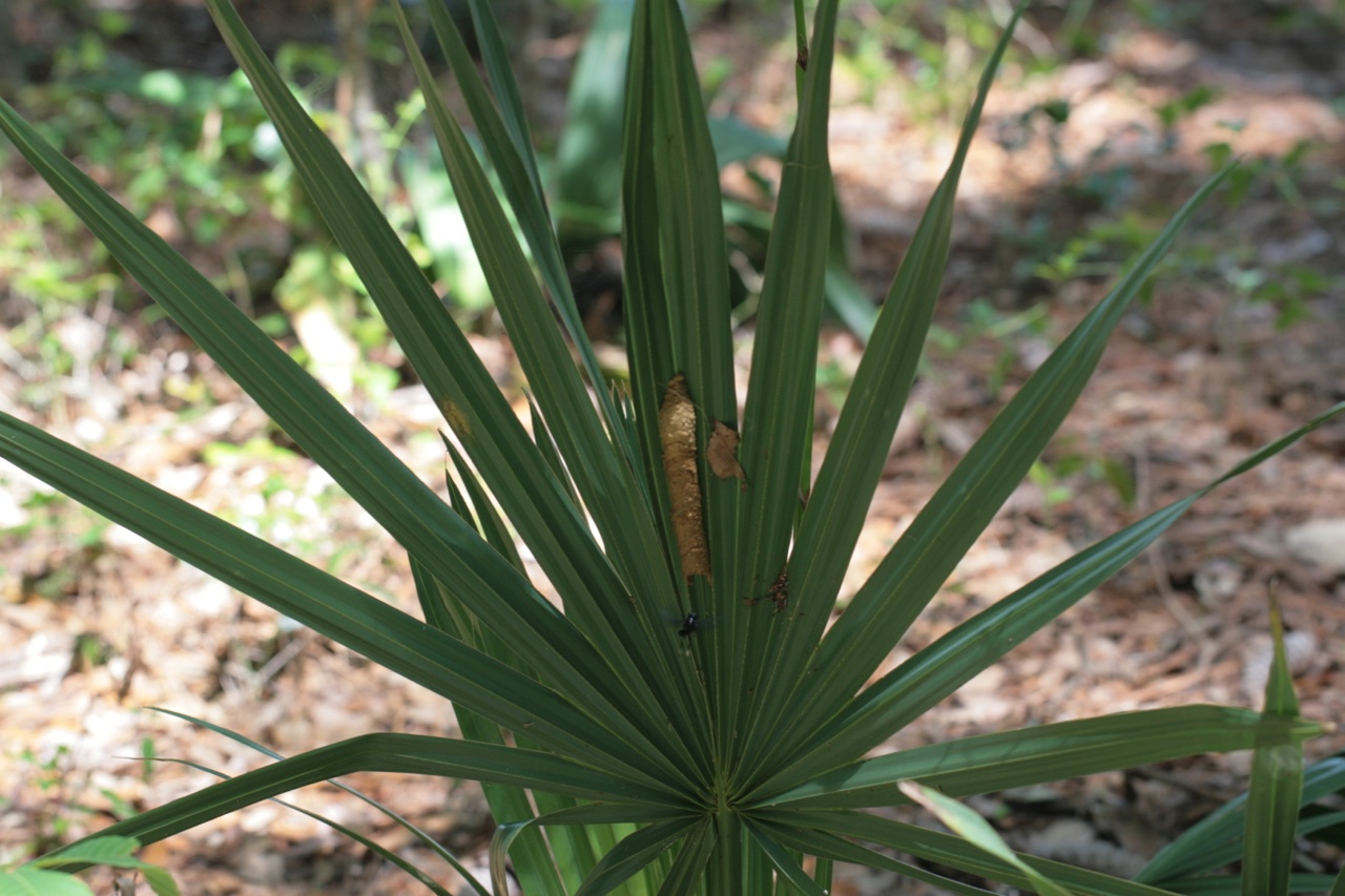 The Scientific Name is Sabal minor. You will likely hear them called Dwarf Palmetto, Blue Stem Palmetto. This picture shows the Close-up of leaf with insect nest. The leaf segments do not have filamentous margins as does S. palmetto which a young specimen may be confused with. of Sabal minor
