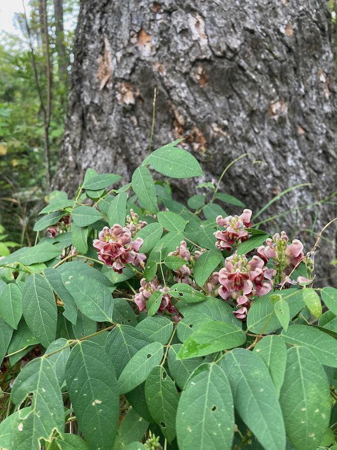 The Scientific Name is Apios americana. You will likely hear them called Common Groundnut. This picture shows the Reddish-purple-brown flowers and pinnately compound leaf of 5 leaflets. of Apios americana