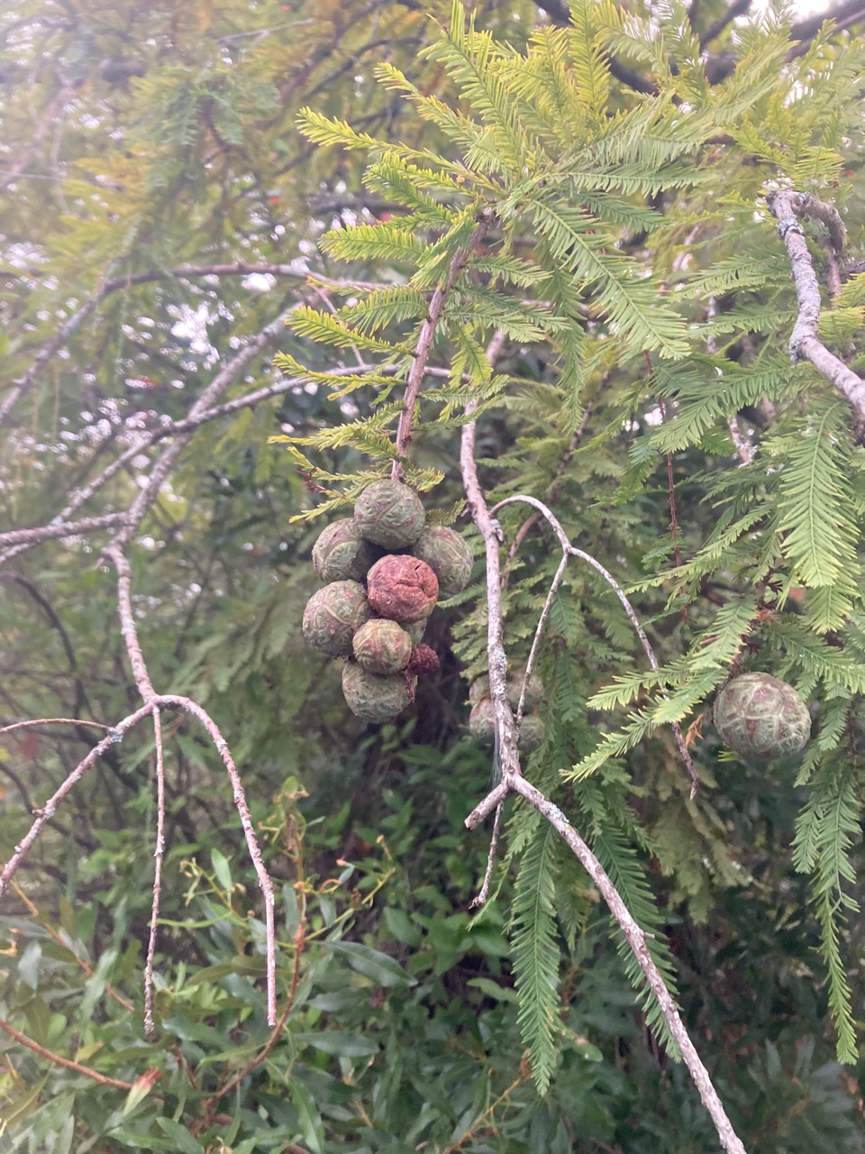 The Scientific Name is Taxodium distichum. You will likely hear them called Bald Cypress, Baldcypress, Swamp Cypress. This picture shows the Close-up of female cones of Taxodium distichum