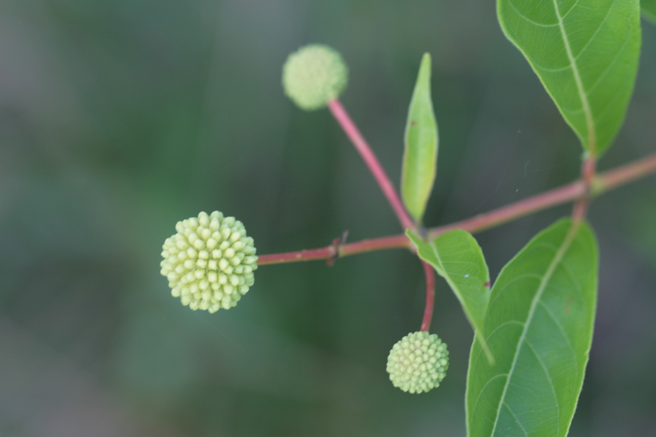 The Scientific Name is Cephalanthus occidentalis. You will likely hear them called Buttonbush. This picture shows the Close-up of flower buds in early July of Cephalanthus occidentalis