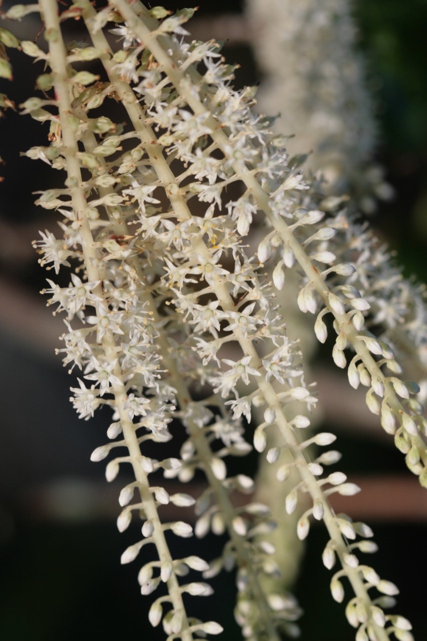 The Scientific Name is Cyrilla racemiflora. You will likely hear them called Swamp Titi, Swamp Cyrilla. This picture shows the Close-up of inflorescence of Cyrilla racemiflora