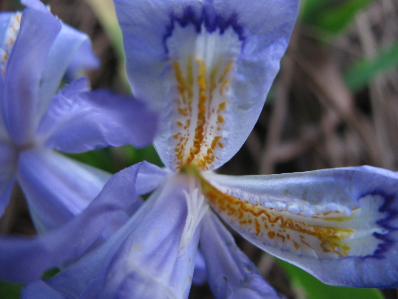 The Scientific Name is Iris cristata. You will likely hear them called Dwarf Crested Iris. This picture shows the Close-up of flower sepals showing the characteristic hairy yellow crest.  I. verna also has a yellow band  but this band is much larger and  smooth.  of Iris cristata
