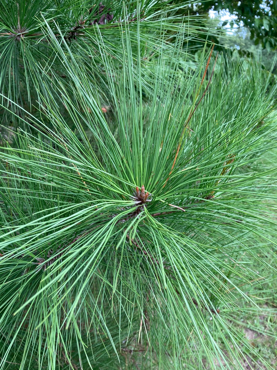 The Scientific Name is Pinus taeda. You will likely hear them called Loblolly Pine, Old Field Pine. This picture shows the Close-up of branch. Needles of 3 per fascicle. of Pinus taeda