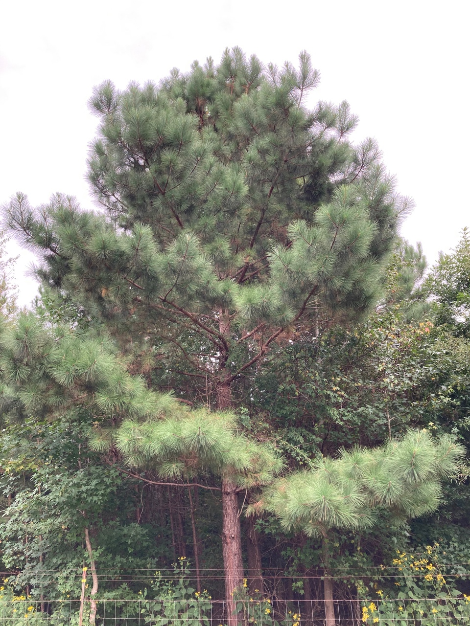 The Scientific Name is Pinus taeda. You will likely hear them called Loblolly Pine, Old Field Pine. This picture shows the ~10-15 yr old tree of Pinus taeda