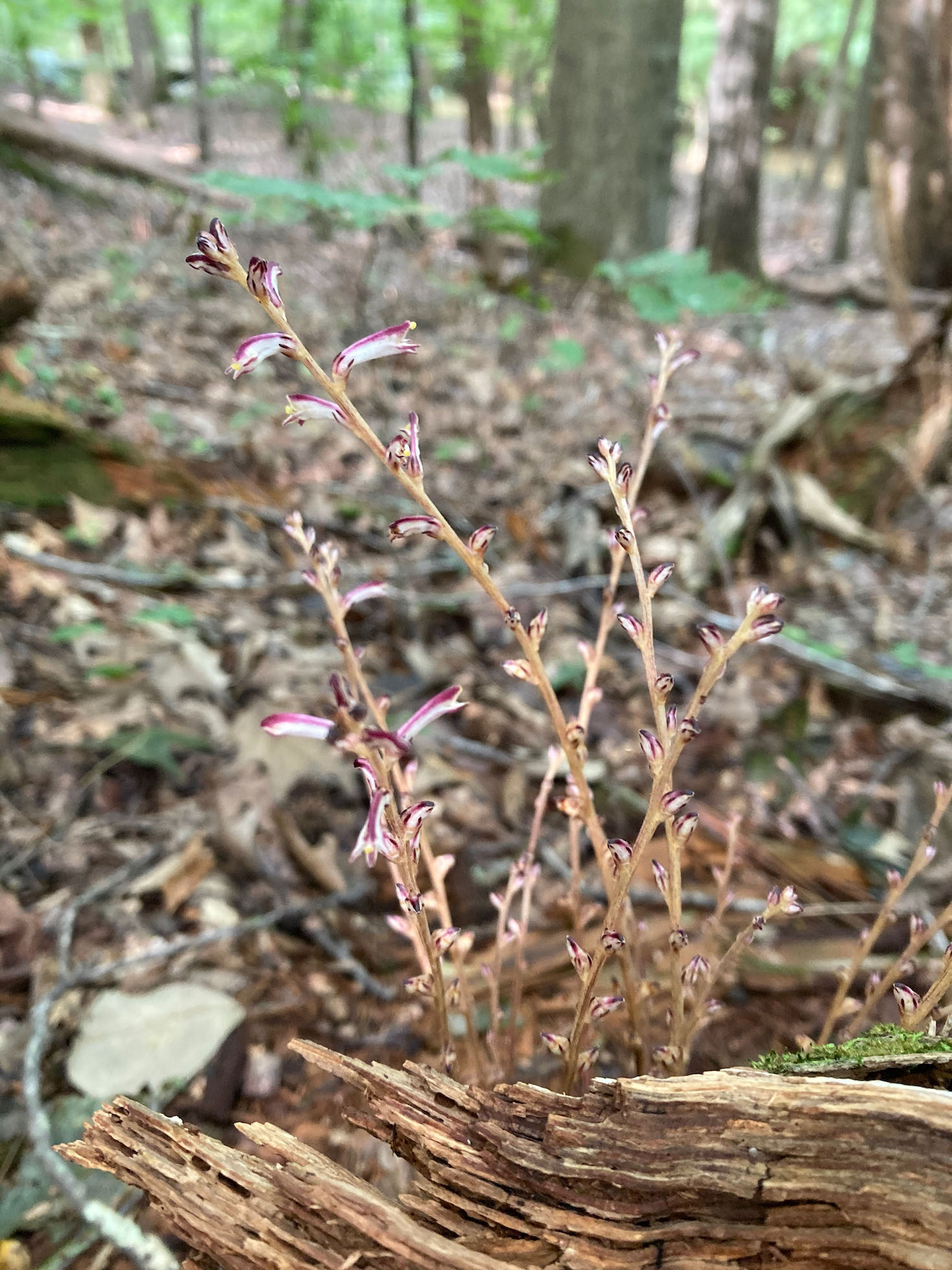 The Scientific Name is Epifagus virginiana. You will likely hear them called Beechdrops, Beech-drops. This picture shows the This achlorophyllous plant has multiple stems and small scale-like leaves. The inflorescence is a spike of scattered purple striped flowers. of Epifagus virginiana