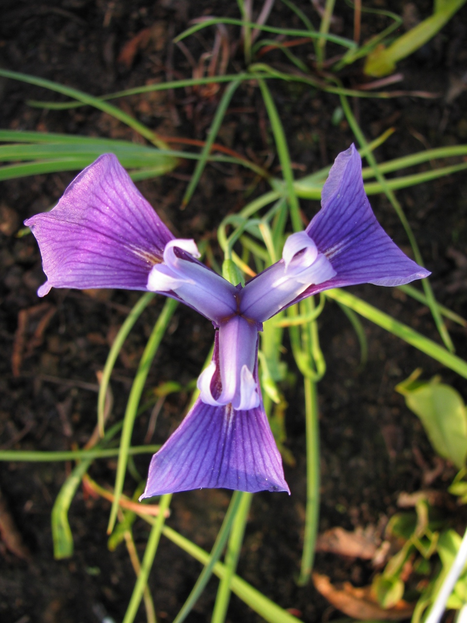 The Scientific Name is Iris tridentata. You will likely hear them called Savanna Iris. This picture shows the Top view of flower. Notice the presence of the sepals, petaloid style branches, but no visible petals. The petals are present but very much reduced in size. of Iris tridentata