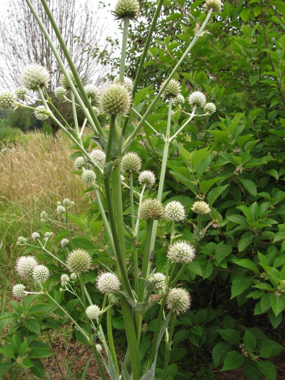 The Scientific Name is Eryngium yuccifolium. You will likely hear them called Rattlesnake-master, Button Eryngo. This picture shows the Flowering in June of Eryngium yuccifolium