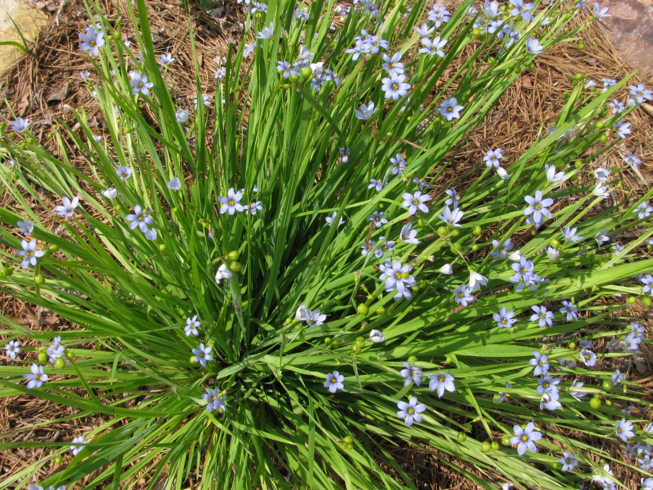 The Scientific Name is Sisyrinchium angustifolium. You will likely hear them called Narrowleaf Blue-eyed grass. This picture shows the Close-up of large, vigorous clump. of Sisyrinchium angustifolium
