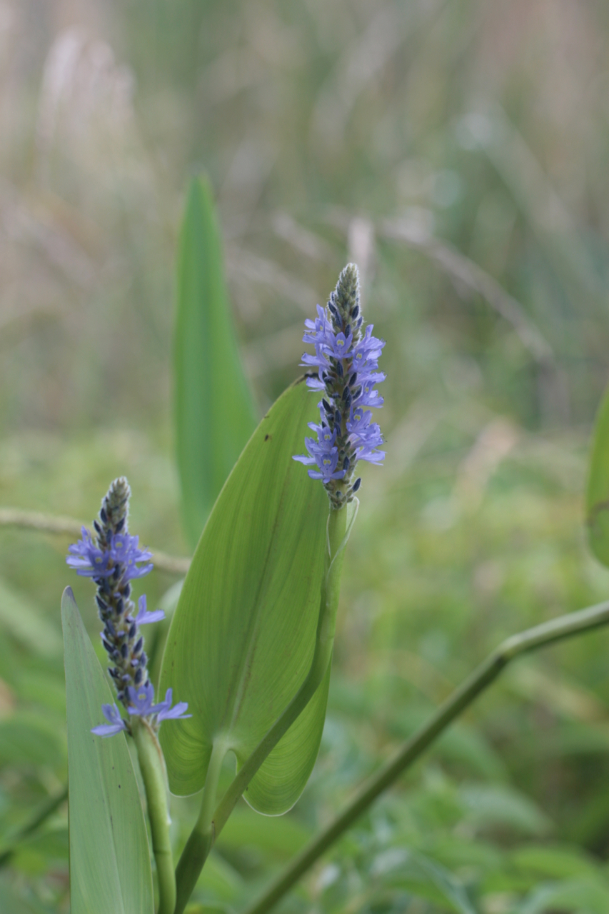The Scientific Name is Pontederia cordata. You will likely hear them called Pickerelweed. This picture shows the Pickerel-weed blooming in a water garden of Pontederia cordata