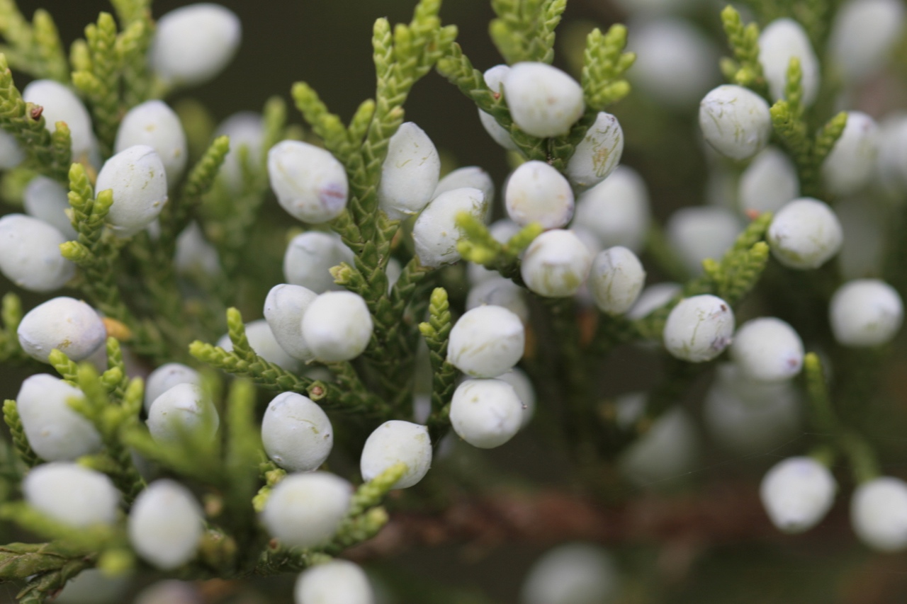 The Scientific Name is Juniperus virginiana. You will likely hear them called Eastern Red Cedar. This picture shows the Close-up of female tree with fruit (technically cones although they are called 
