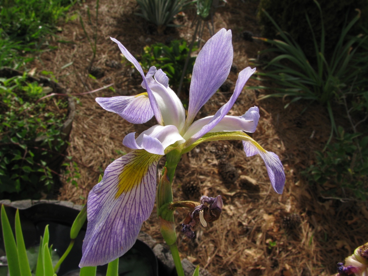 The Scientific Name is Iris virginica [=Iris virginica var.  virginica]. You will likely hear them called Southern Blue Flag, Virginia Iris. This picture shows the Close-up of flower  of Iris virginica [=Iris virginica var.  virginica]