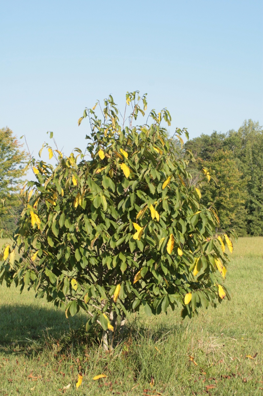 The Scientific Name is Asimina triloba. You will likely hear them called Pawpaw. This picture shows the ~10 yr old specimen in late July of a dry year with a sneak preview of its fall yellow leaf color of Asimina triloba