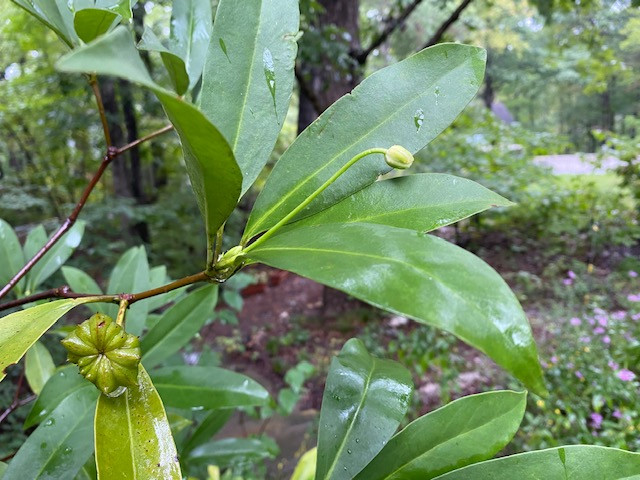 The Scientific Name is Illicium parviflorum. You will likely hear them called Swamp Star-anise, Yellow Anise-tree, Ocala Anise-tree. This picture shows the Seedpod, bud and leaves of Illicium parviflorum