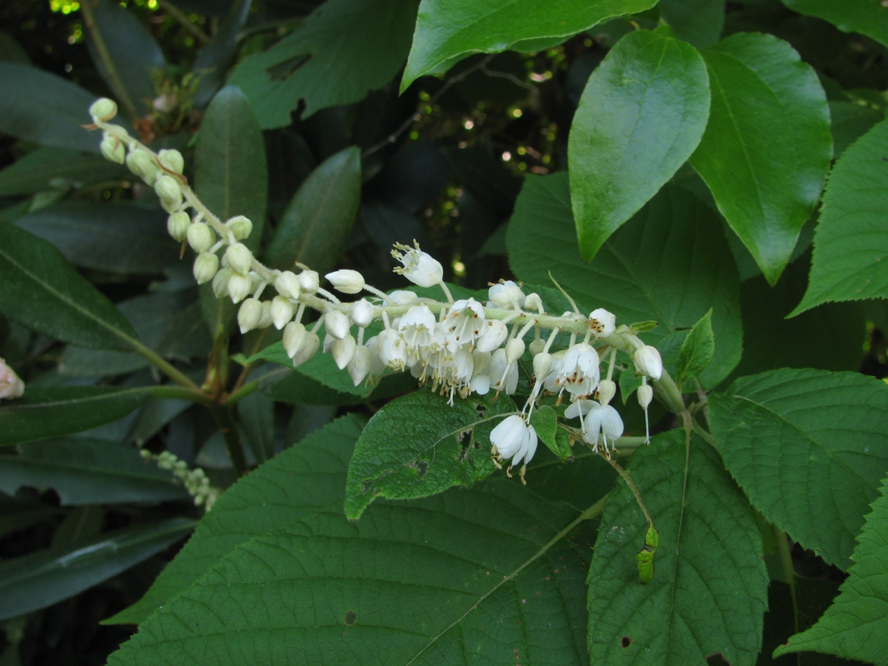 The Scientific Name is Clethra acuminata. You will likely hear them called Mountain Sweet-pepperbush, Mountain White-alder. This picture shows the Flowers are born on 3-8 inch long drooping racemes that bloom from the base to the tip of Clethra acuminata