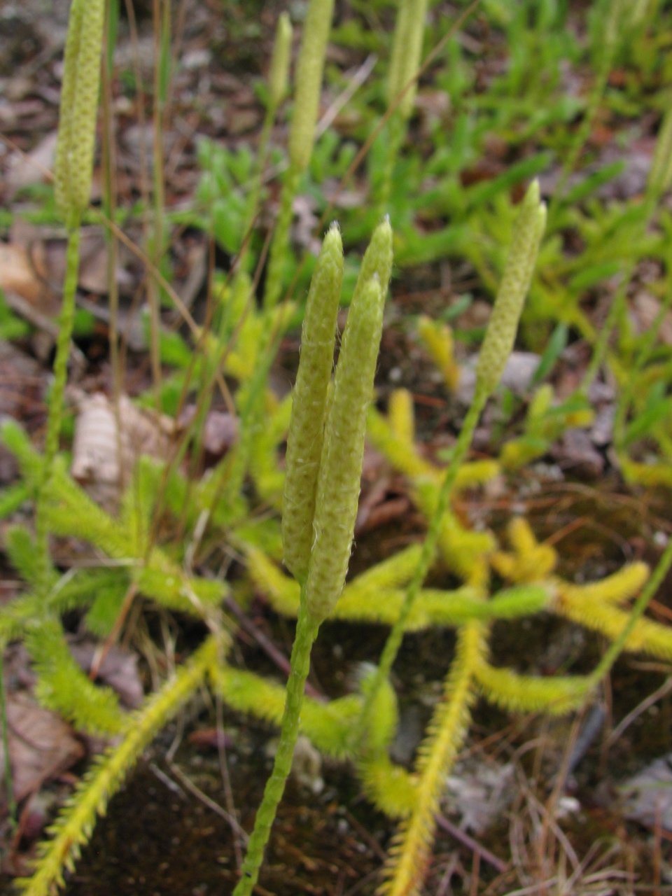 The Scientific Name is Lycopodium clavatum. You will likely hear them called Running Clubmoss, Staghorn Clubmoss, Wolf's Claw Clubmoss, Robin Hood's Hatbands. This picture shows the The strobili are often in pairs and are on long and sparsely 