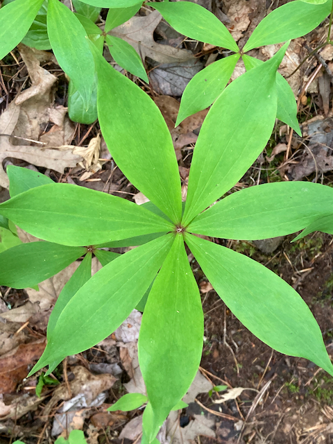 The Scientific Name is Medeola virginiana. You will likely hear them called Indian Cucumber-root, Indian Cucumber. This picture shows the Whorl of 7-9 leaves of Medeola virginiana