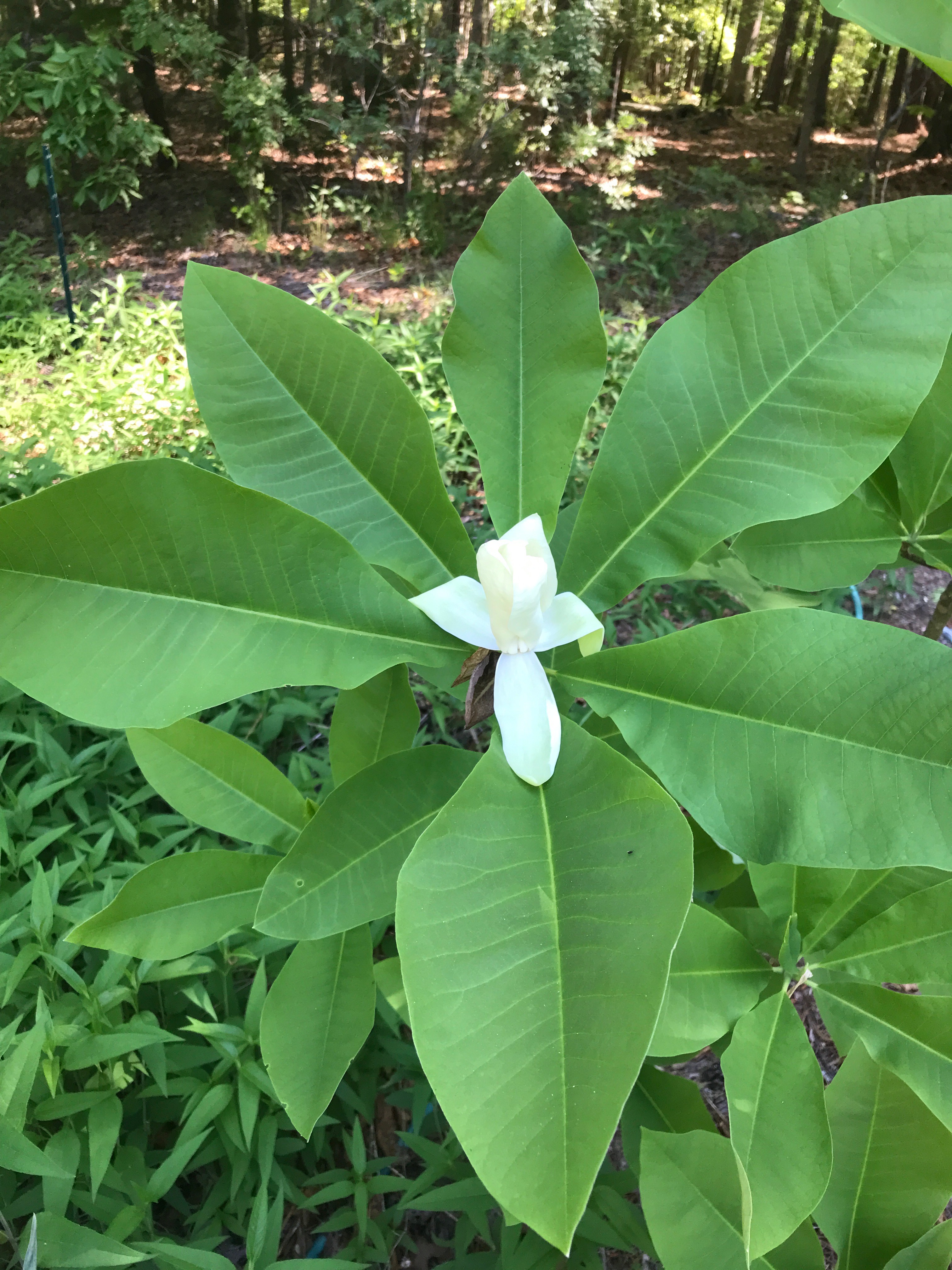 The Scientific Name is Magnolia tripetala [=Houpoea tripetala]. You will likely hear them called Umbrella Magnolia, Umbrella-tree.. This picture shows the Flower in late April of Magnolia tripetala [=Houpoea tripetala]