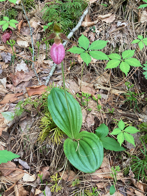 The Scientific Name is Cypripedium acaule. You will likely hear them called Pink Lady's-slipper, Stemless Lady's-slipper. This picture shows the Has a pair of large, ribbed, broad, tomentose basal leaves that may lie nearly flat on the ground or may angle somewhat upward.  of Cypripedium acaule
