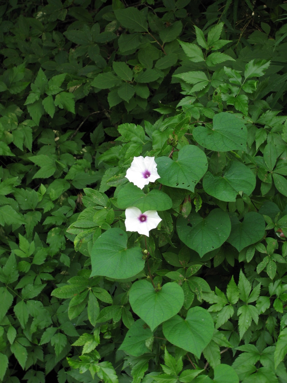 The Scientific Name is Ipomoea pandurata. You will likely hear them called Wild Potato-vine, Wild Sweet Potato, Manroot, Man-of-the-earth. This picture shows the Vine with large funnel-shaped (funnelform) white flowers with red throats and heart-shaped (cordate) leaves of Ipomoea pandurata