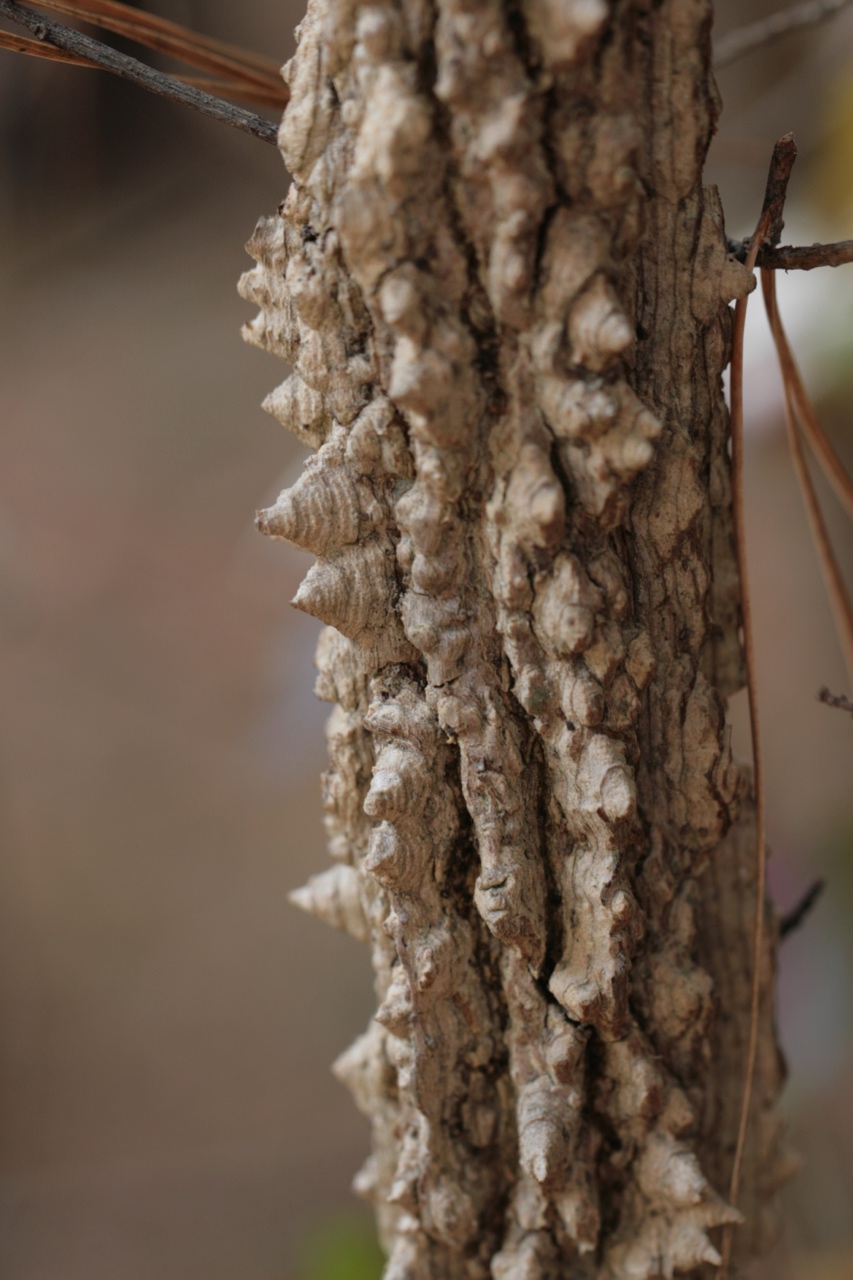 The Scientific Name is Liquidambar styraciflua. You will likely hear them called Sweet Gum, Red Gum, Sweetgum. This picture shows the Corky ridged bark on sapling. Many branches also contain the corky ridges. of Liquidambar styraciflua