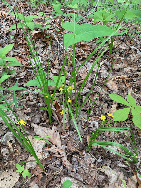 The Scientific Name is Hypoxis hirsuta. You will likely hear them called Common Stargrass, Eastern Stargrass, Upland Stargrass. This picture shows the A small grouping growing in a woodland habitat of Hypoxis hirsuta