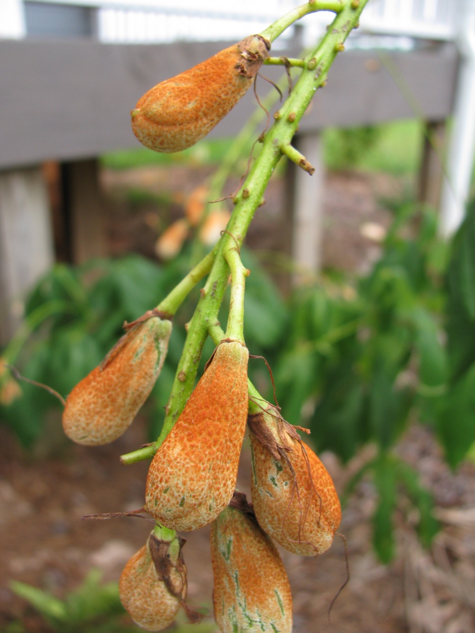 The Scientific Name is Aesculus parviflora. You will likely hear them called Bottlebrush Buckeye. This picture shows the Developing fruit at the end of July of Aesculus parviflora