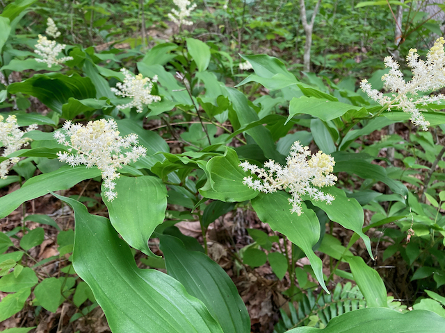 The Scientific Name is Maianthemum racemosum [= Maianthemum racemosum ssp. racemosum, = Smilacina racemosa]. You will likely hear them called Eastern Solomon's-plume, False Solomon's-seal, Feathery False Lily-of-the-valley. This picture shows the A beautiful patch flowering in the mountains of North Carolina of Maianthemum racemosum [= Maianthemum racemosum ssp. racemosum, = Smilacina racemosa]