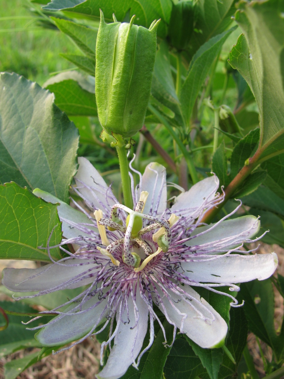 The Scientific Name is Passiflora incarnata. You will likely hear them called Purple Passionflower, Passion-vine, Maypops. This picture shows the Flower and flower bud. of Passiflora incarnata