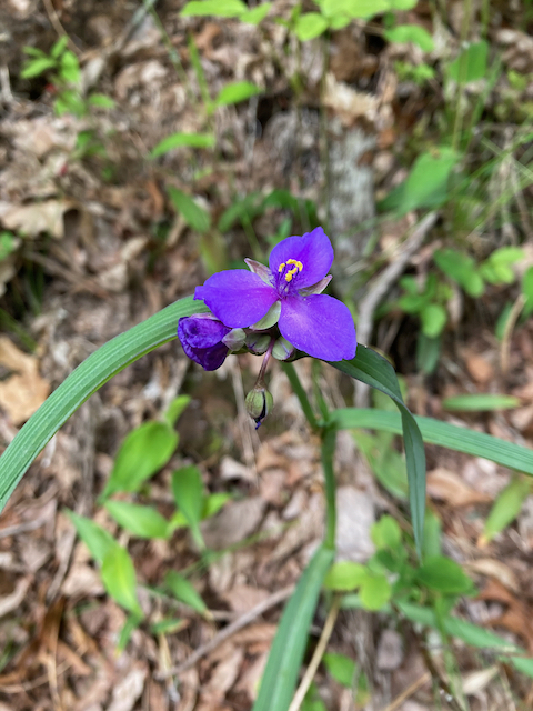 The Scientific Name is Tradescantia ohiensis. You will likely hear them called Ohio Spiderwort, Smooth Spiderwort. This picture shows the Blooming in the mountains in May as opposed to Tradescantia subaspera  which blooms later in the season (June-July) of Tradescantia ohiensis