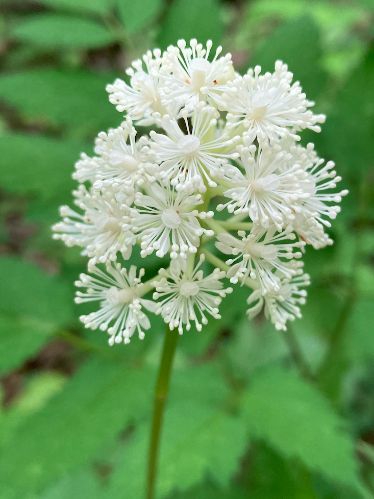 The Scientific Name is Actaea pachypoda. You will likely hear them called White Baneberry, Doll's-eyes, White Cohosh. This picture shows the Close-up of inflorescence (raceme) showing prominent white-colored pistils, stamens, and narrow petals. of Actaea pachypoda