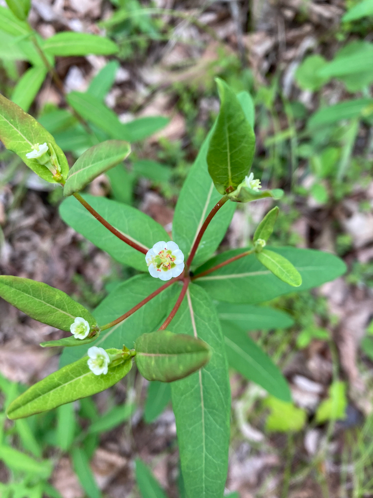 Plants North Carolina Native Plant Society