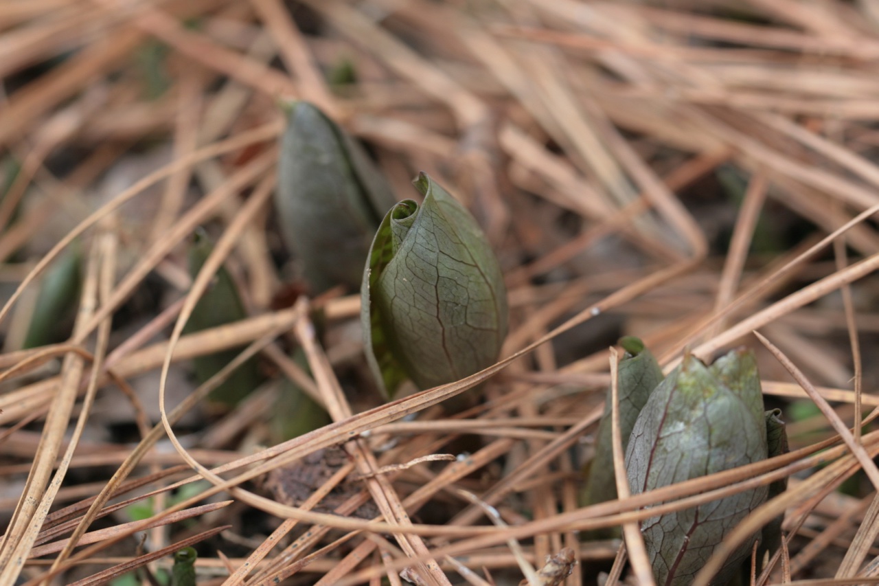 The Scientific Name is Trillium cuneatum. You will likely hear them called Purple Toadshade, Sweet Betsy, Little Sweet Trillium, Little Sweet Betsy, Bloody Butcher. This picture shows the Plants just beginning to emerge of Trillium cuneatum