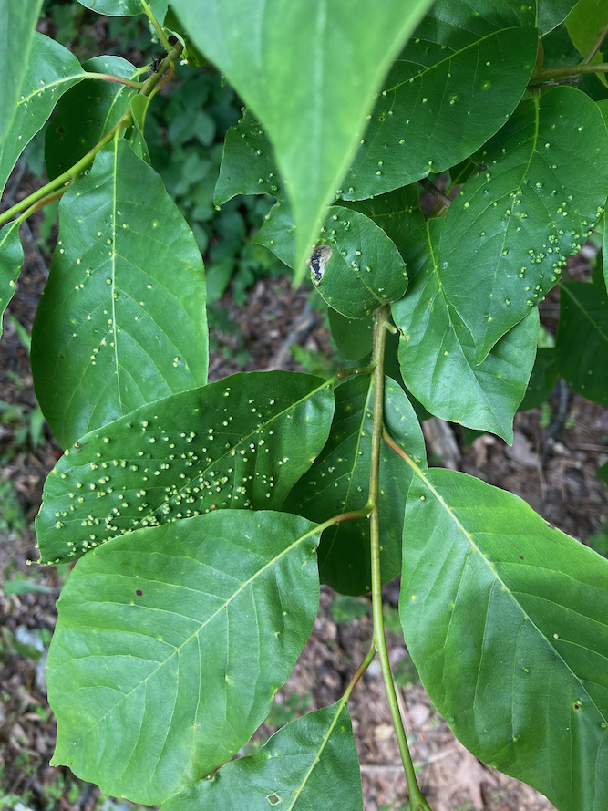 The Scientific Name is Nyssa sylvatica. You will likely hear them called Blackgum, Black Gum, Black Tupelo, Sourgum, Pepperidge, Tupelo Gum. This picture shows the  Leaves can sometimes have 1-2 small toothlike projections on the leaf margins of Nyssa sylvatica