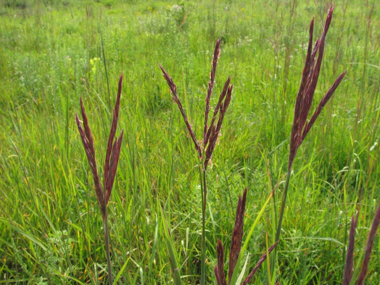 The Scientific Name is Andropogon gerardi [= Andropogon gerardii]. You will likely hear them called Big Bluestem, Turkeyfoot. This picture shows the  of Andropogon gerardi [= Andropogon gerardii]