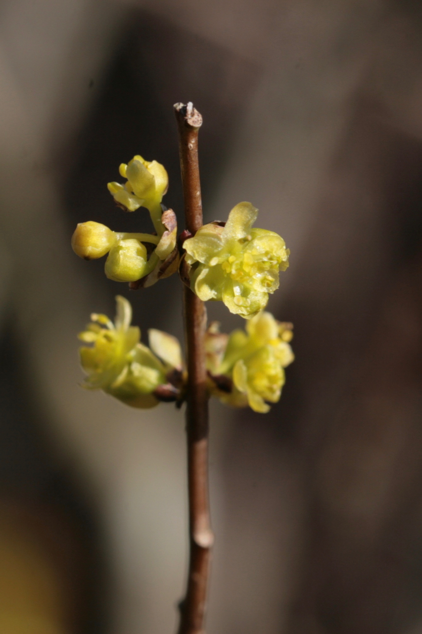 The Scientific Name is Lindera benzoin. You will likely hear them called Northern Spicebush. This picture shows the Close-up of male flowers opening in early March. Spicebush is a dioecious species- individuals produce either all male or all female flowers. of Lindera benzoin