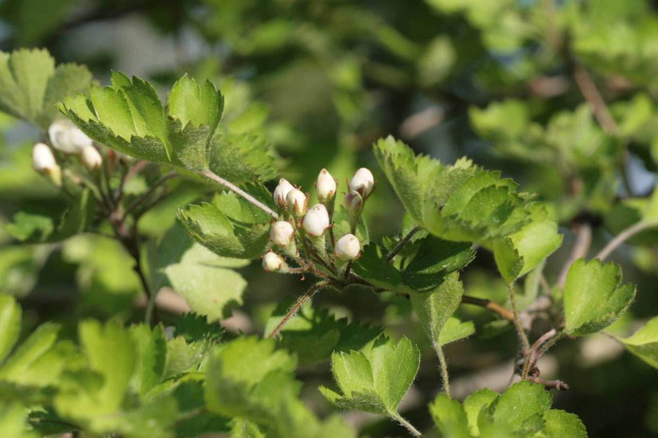 The Scientific Name is Crataegus marshallii. You will likely hear them called Parsley Hawthorn, Parsley Haw. This picture shows the Flower buds in early April of Crataegus marshallii