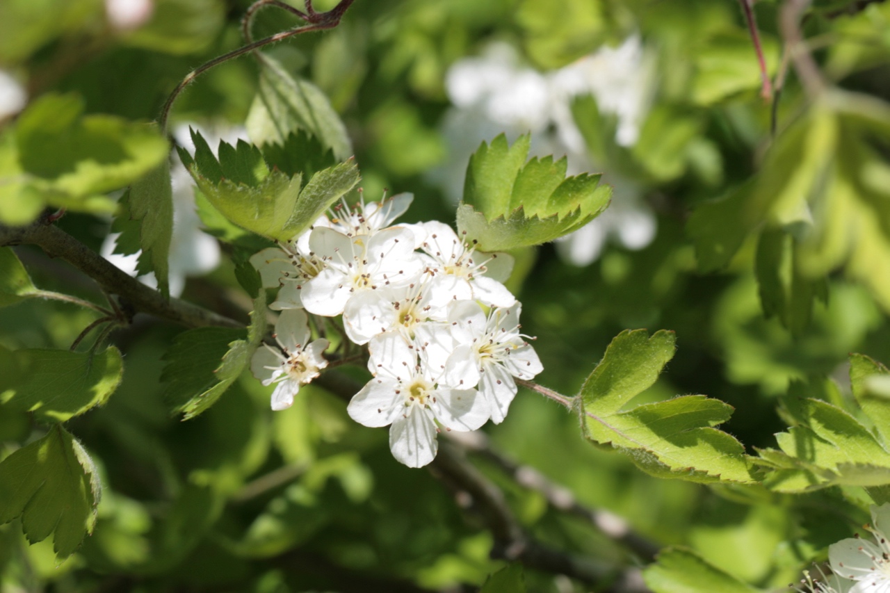 The Scientific Name is Crataegus marshallii. You will likely hear them called Parsley Hawthorn, Parsley Haw. This picture shows the Close-up of flowers of Crataegus marshallii