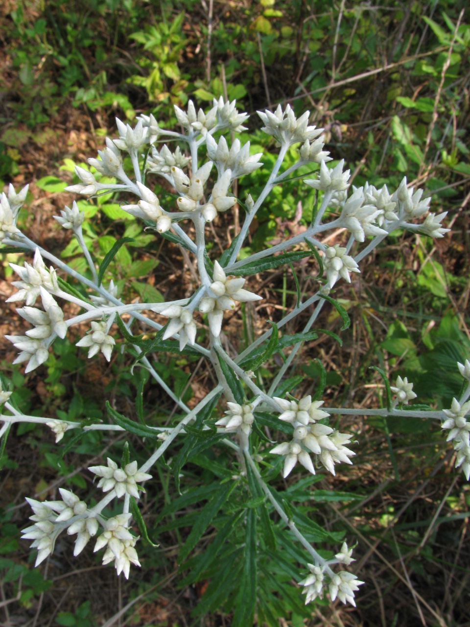 The Scientific Name is Pseudognaphalium obtusifolium [= Gnaphalium obtusifolium]. You will likely hear them called Fragrant Rabbit-tobacco,Rabbit-tobacco, Sweet Everlasting, Old Field Balsam, Eastern Rabbit-tobacco, Fragrant Cudweed. This picture shows the Notice the characteristic white stems of Pseudognaphalium obtusifolium [= Gnaphalium obtusifolium]