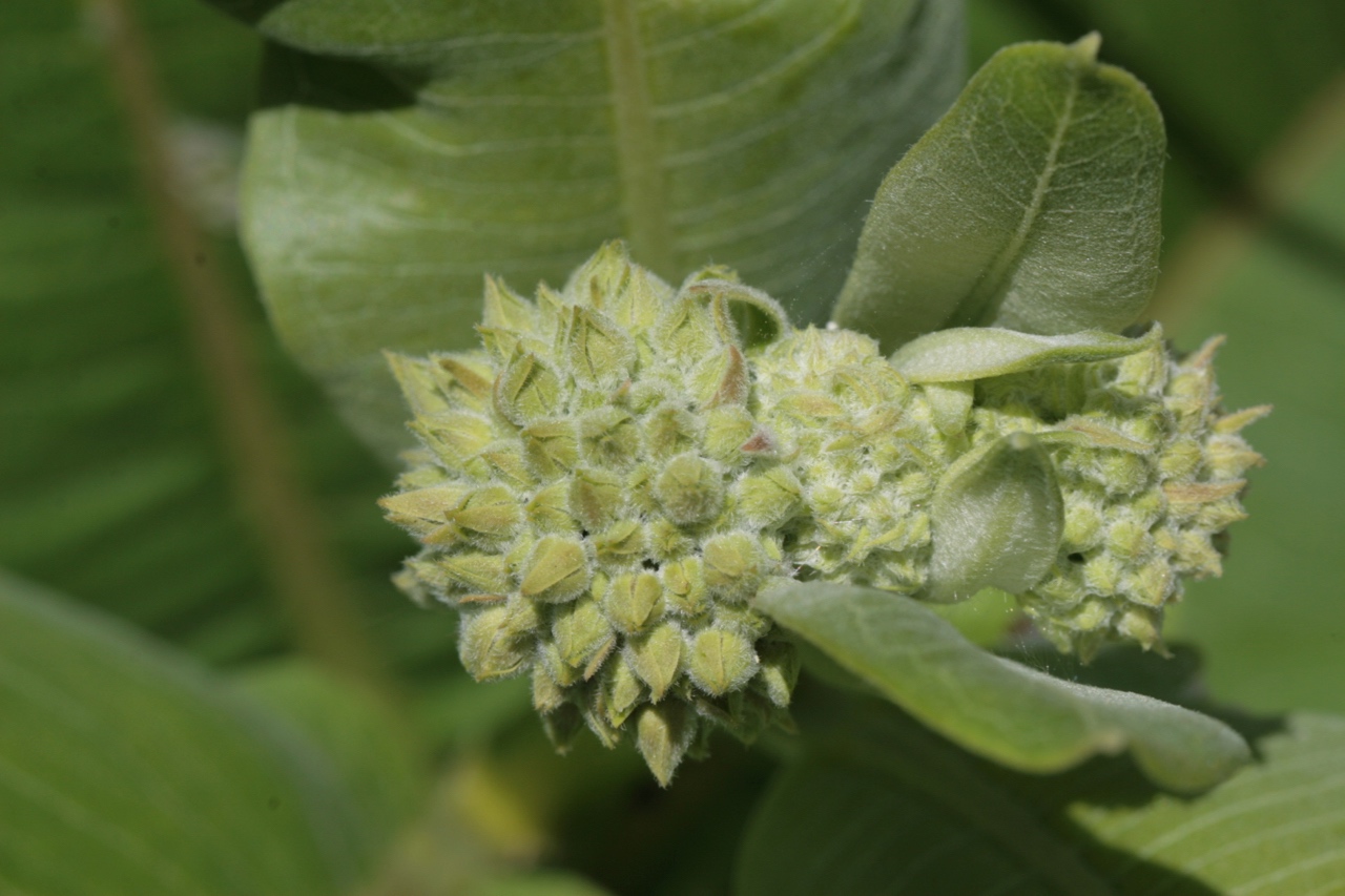 The Scientific Name is Asclepias syriaca. You will likely hear them called Common Milkweed. This picture shows the Early flower bud development of Asclepias syriaca