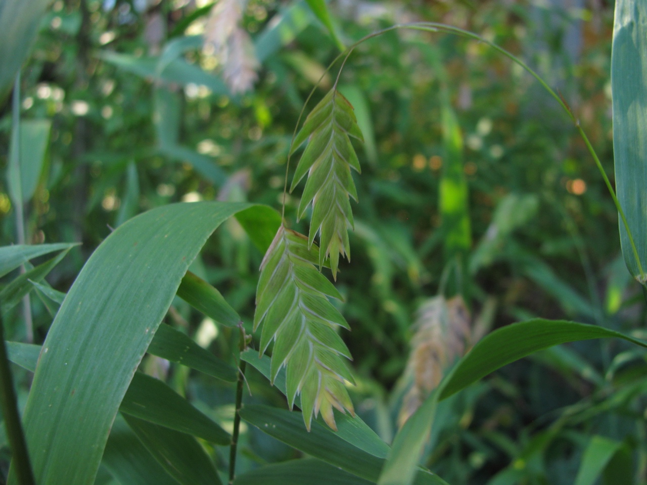 The Scientific Name is Chasmanthium latifolium [= Uniola latifolia]. You will likely hear them called River Oats, Fish-on-a-pole. This picture shows the Green spikelets in Summer of Chasmanthium latifolium [= Uniola latifolia]