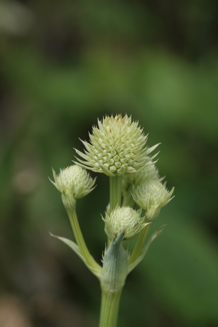 The Scientific Name is Eryngium yuccifolium. You will likely hear them called Rattlesnake-master, Button Eryngo. This picture shows the Close-up of umbel with flowers in bud of Eryngium yuccifolium