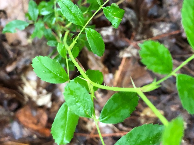 The Scientific Name is Rosa carolina. You will likely hear them called Carolina Rose. This picture shows the Straight thorns distinguish between r.carolina and r.palustris of Rosa carolina