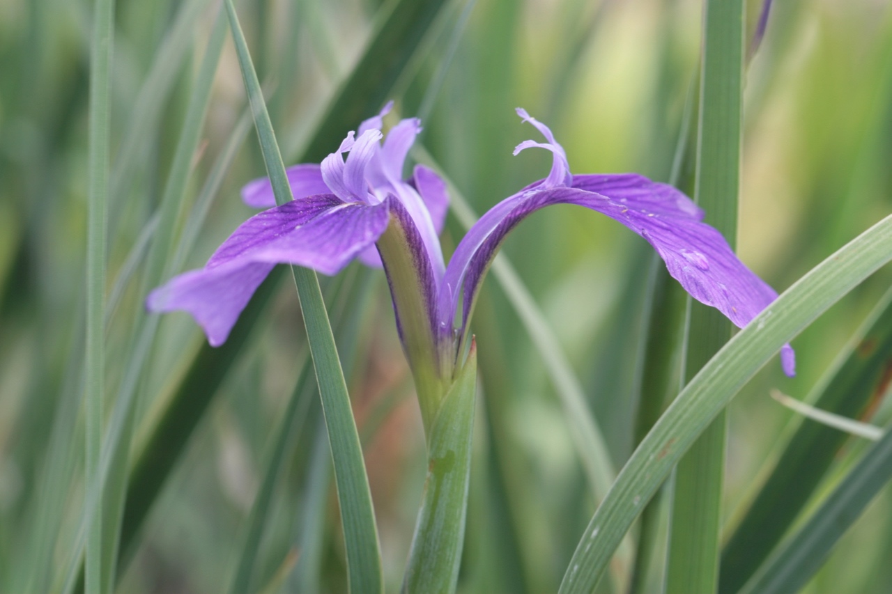 The Scientific Name is Iris tridentata. You will likely hear them called Savanna Iris. This picture shows the Side view showing vestigial petals of Iris tridentata