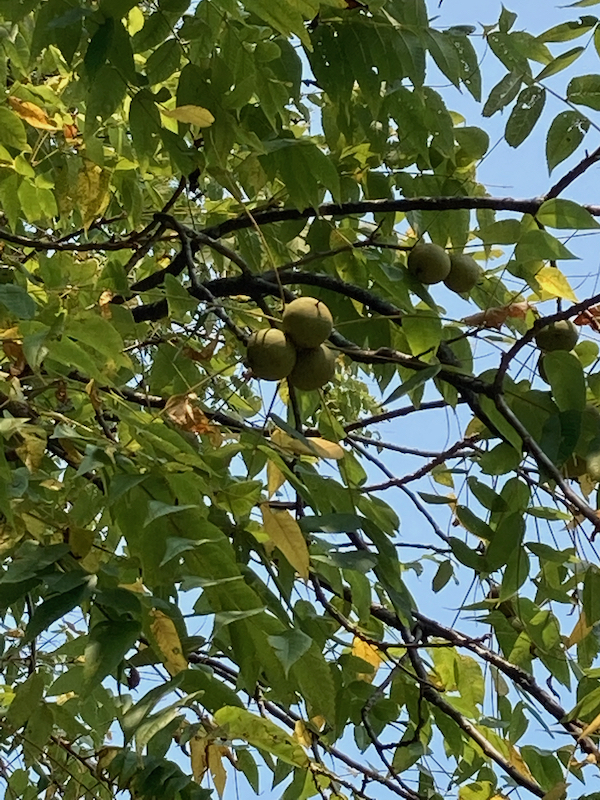 The Scientific Name is Juglans nigra. You will likely hear them called Black Walnut. This picture shows the Branch with fruit of Juglans nigra