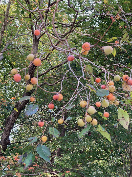 The Scientific Name is Diospyros virginiana. You will likely hear them called Persimmon, Possum Apple, Possumwood. This picture shows the Maturing fruit in early September of Diospyros virginiana