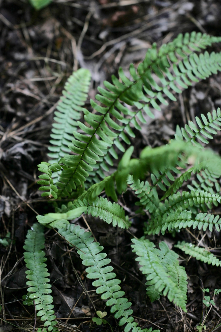 The Scientific Name is Asplenium platyneuron. You will likely hear them called Ebony spleenwort. This picture shows the Each plant has both sterile and fertile fronds, the fertile fronds are more erect and taller of Asplenium platyneuron