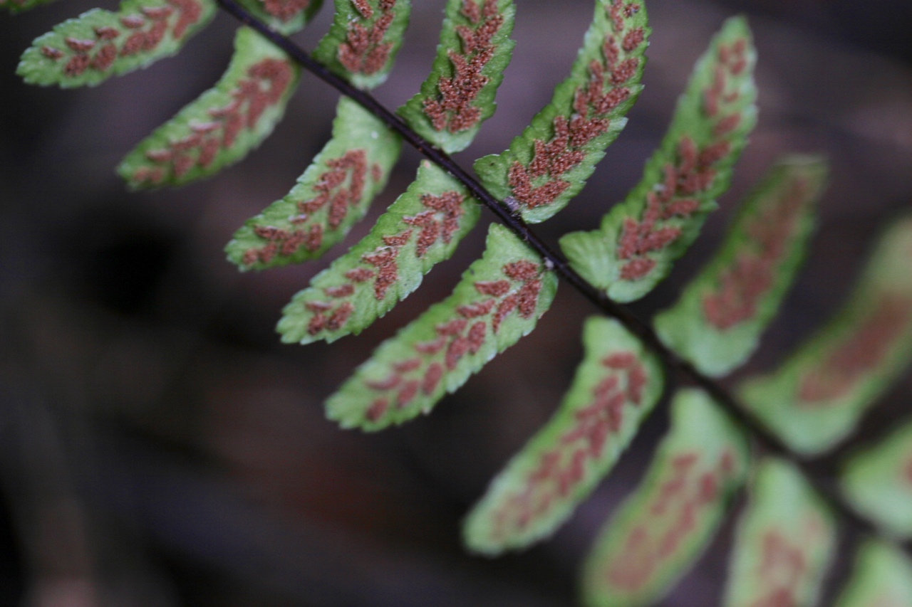 The Scientific Name is Asplenium platyneuron. You will likely hear them called Ebony spleenwort. This picture shows the Underside of fertile frond showing sori of Asplenium platyneuron